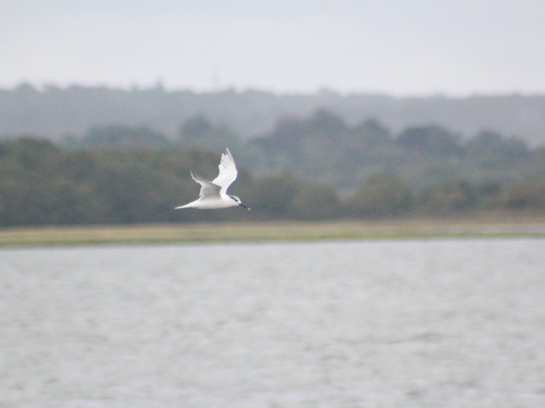 Birds Of Poole Harbour Events-普尔必去景点