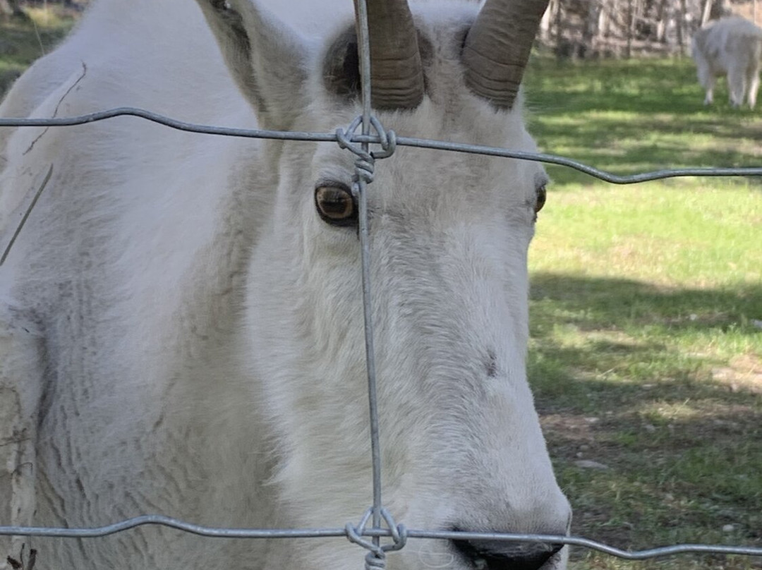 Yukon Wildlife Preserve-白马市必去景点