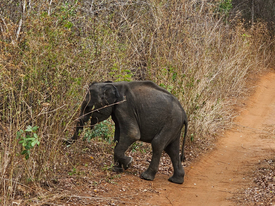 Travel Now Sri Lanka-科伦坡必去景点