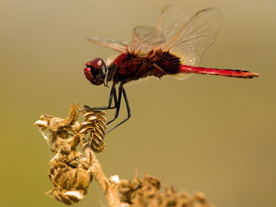 Birding and Educational Tours Rwanda-吉佳利必去景点