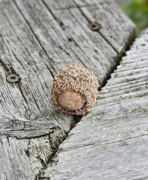 Pride Of Oregon Paddlewheeler-Oregon必去景点