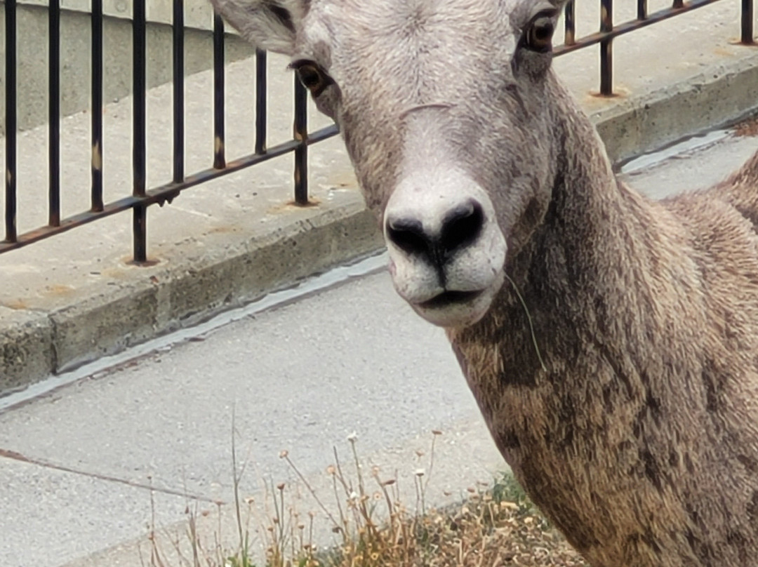 Radium Elk Park B & B主图