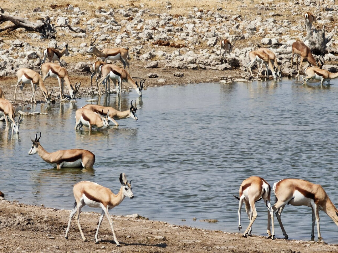 Okaukuejo waterhole-纳米比亚埃托沙国家公园必去景点