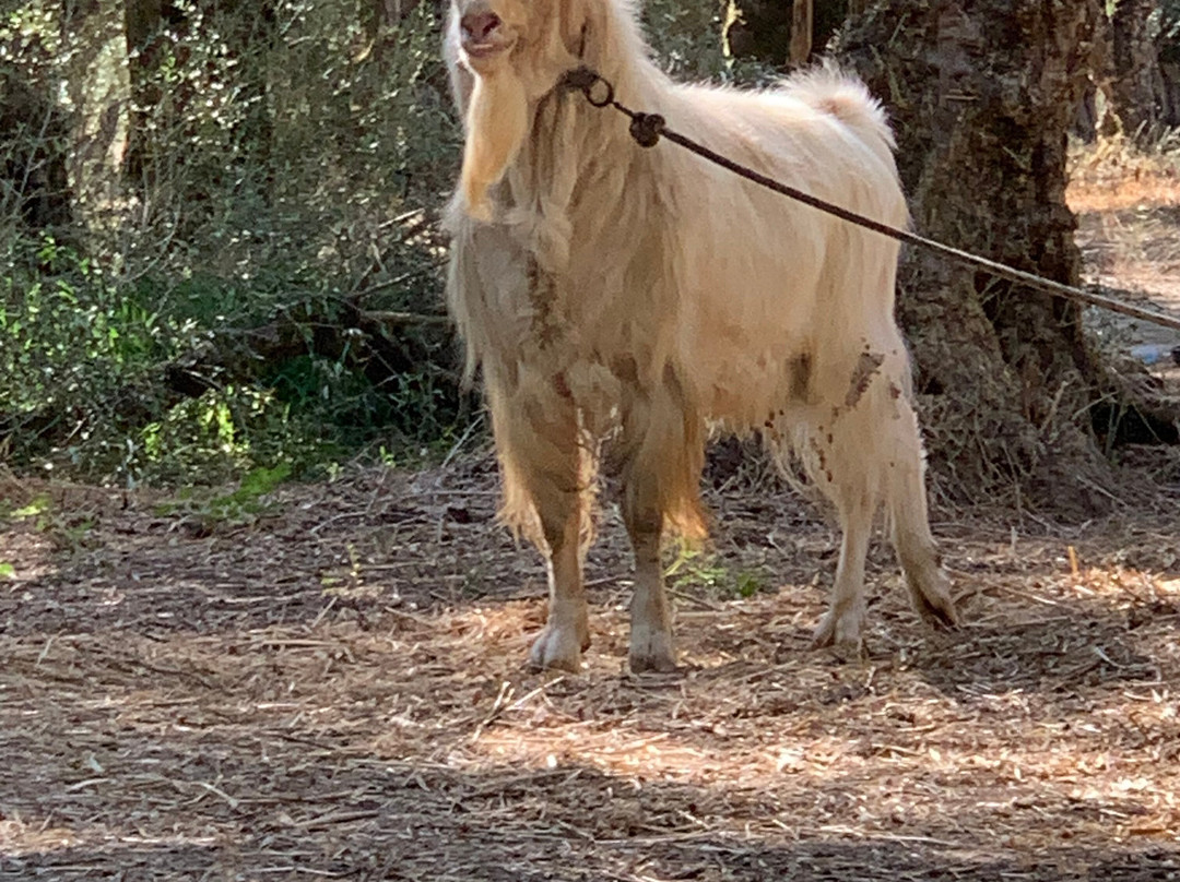 Fora Zakynthos-扎金索斯州必去景点