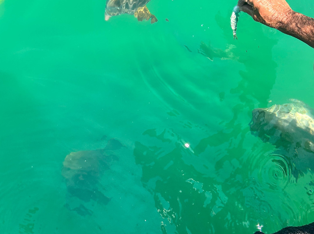 Get Around Island Boat Tours & Hire-Magnetic Island必去景点