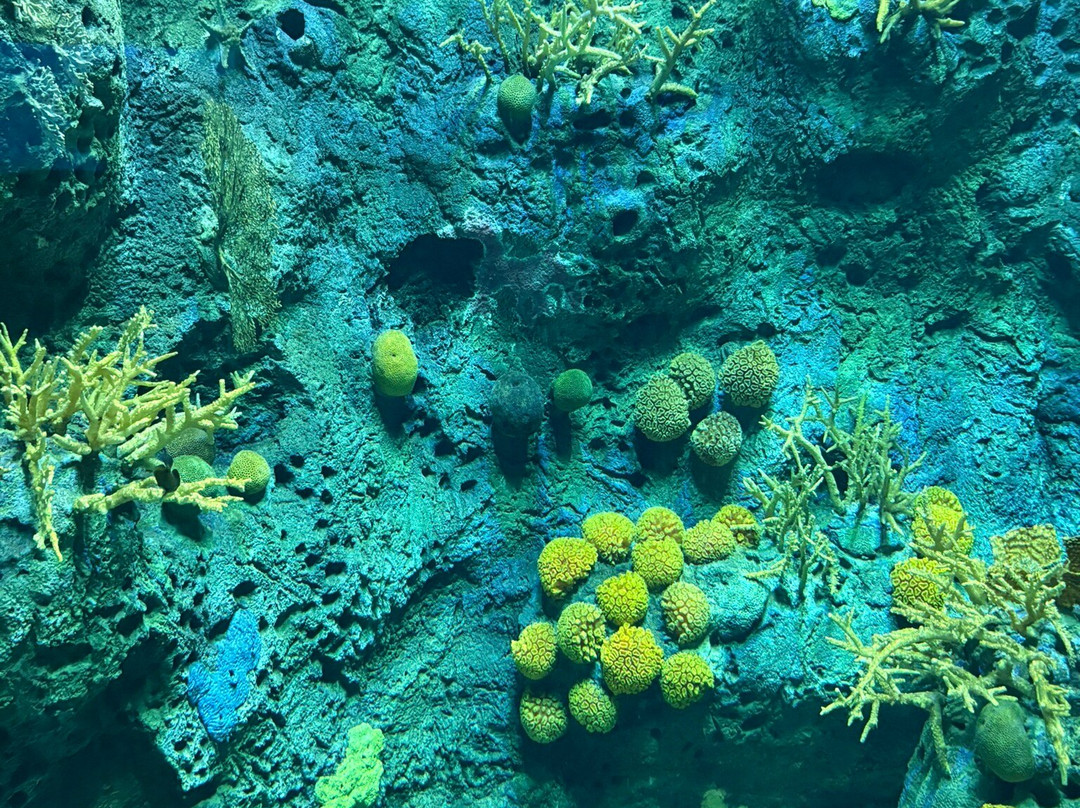 Biomuseo-巴拿马城必去景点