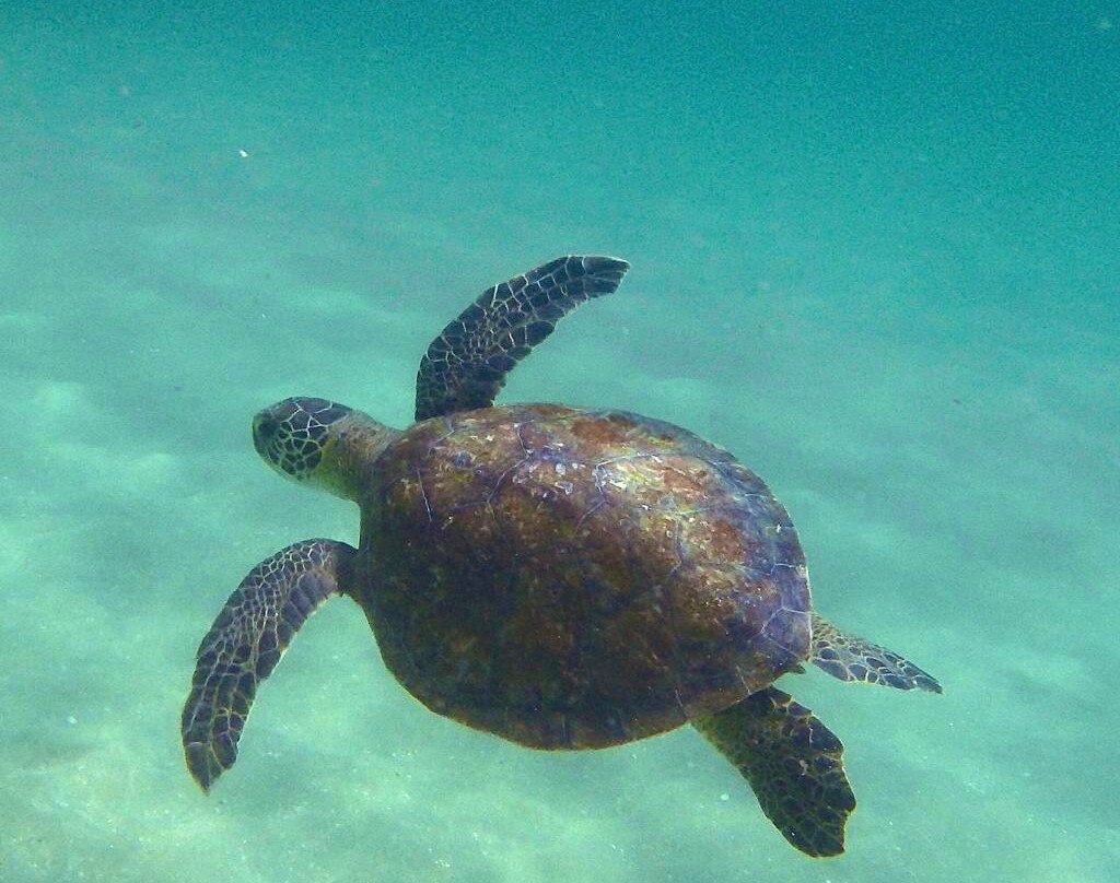 Ilha Do Gato Trips-圣塞巴斯蒂昂必去景点