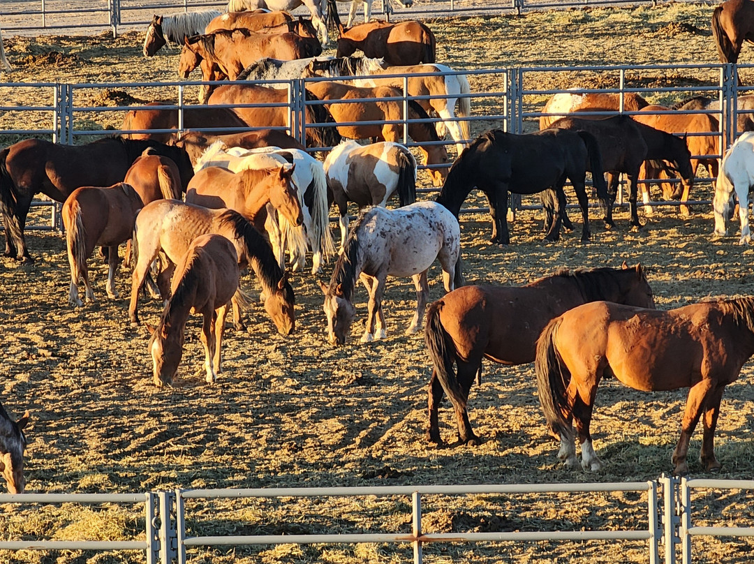 Pilot Butte Wild Horse Scenic Loop-Rock Springs必去景点