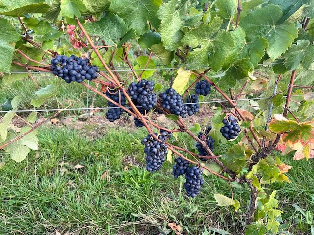 Kinsbrook Vineyard-Pulborough必去景点