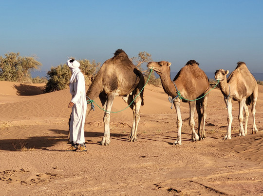 Sahara Surprise-迈哈米德必去景点