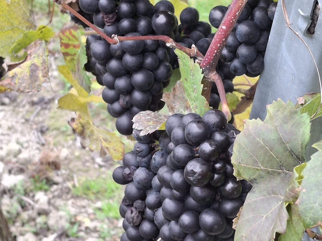 Wildshark Vineyard-Harrietsham必去景点