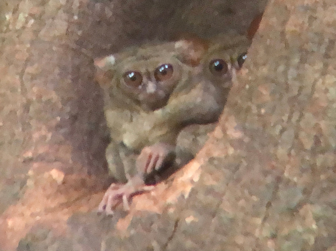 Tangkoko Wildlife Tour-比通必去景点