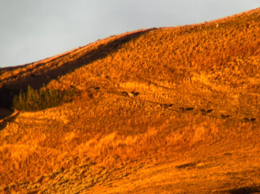 Lamar Valley Touring-加德纳必去景点