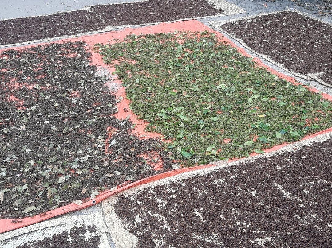 Pemba Island-奔巴岛必去景点