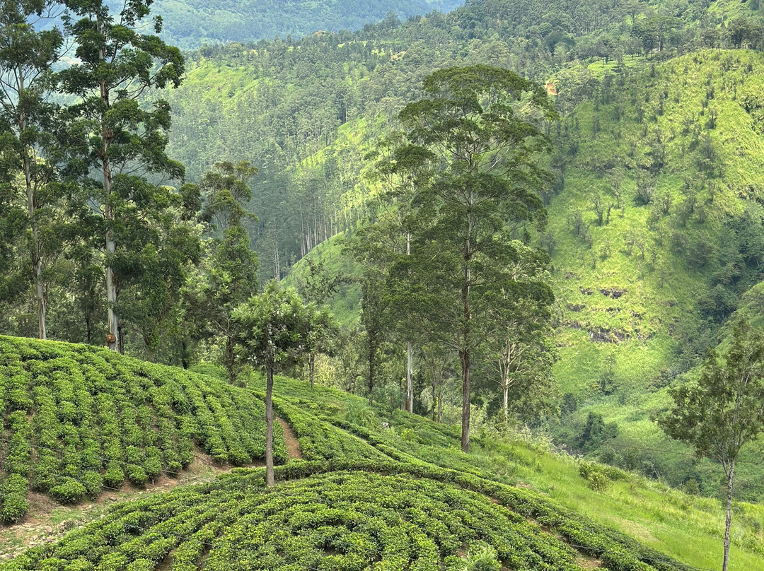 Sri Lanka Tours With Chamara-乌纳瓦图纳必去景点