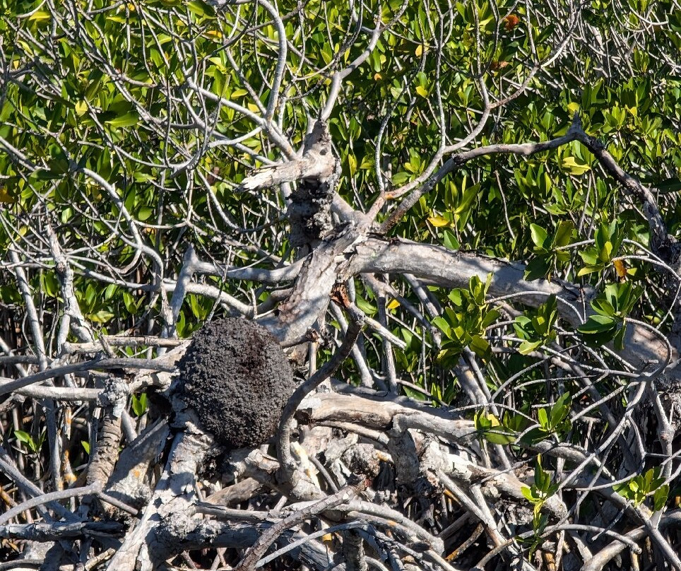 Puerto Maya Cancun-坎昆必去景点