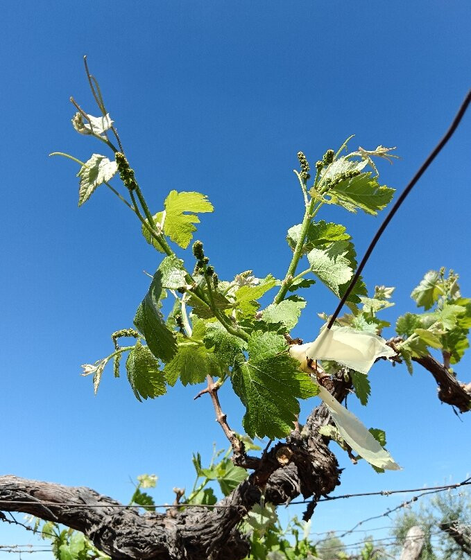 Bodega CarinaE-Maipu必去景点