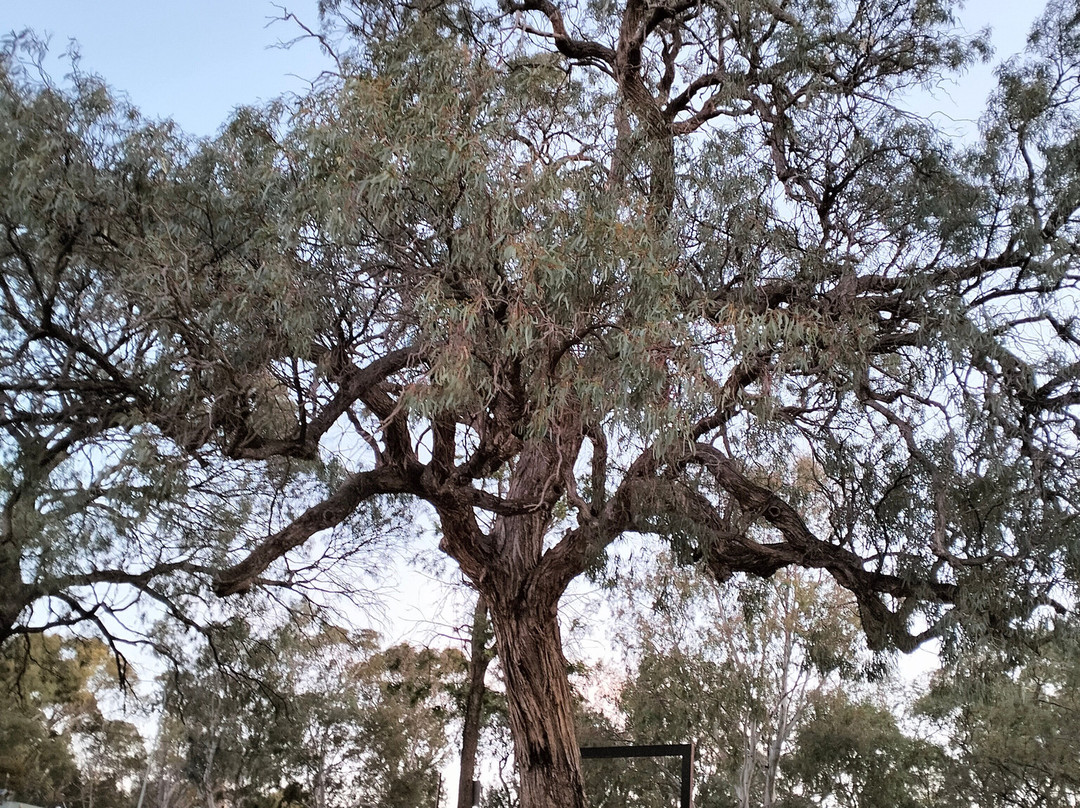 Rivergum Boat Cruises Pty Ltd-Waikerie必去景点