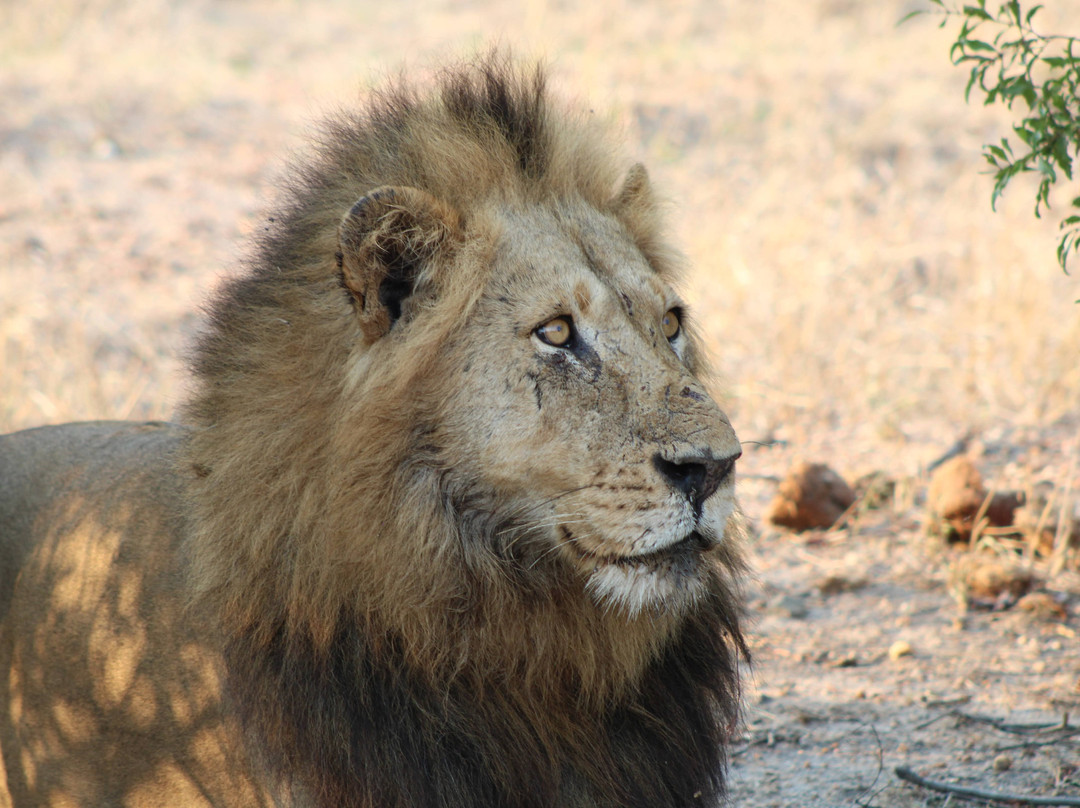 African Safari Group-开普敦必去景点