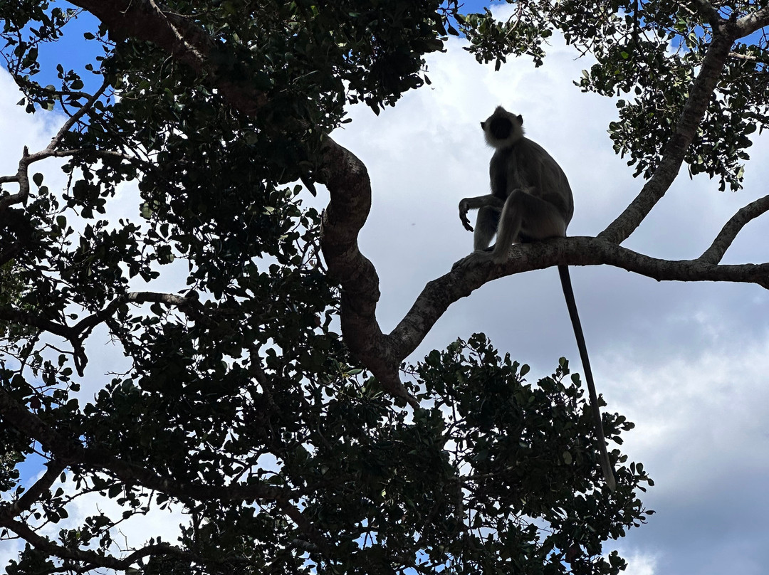 Npa Leopard Safari-蒂瑟默哈拉默必去景点