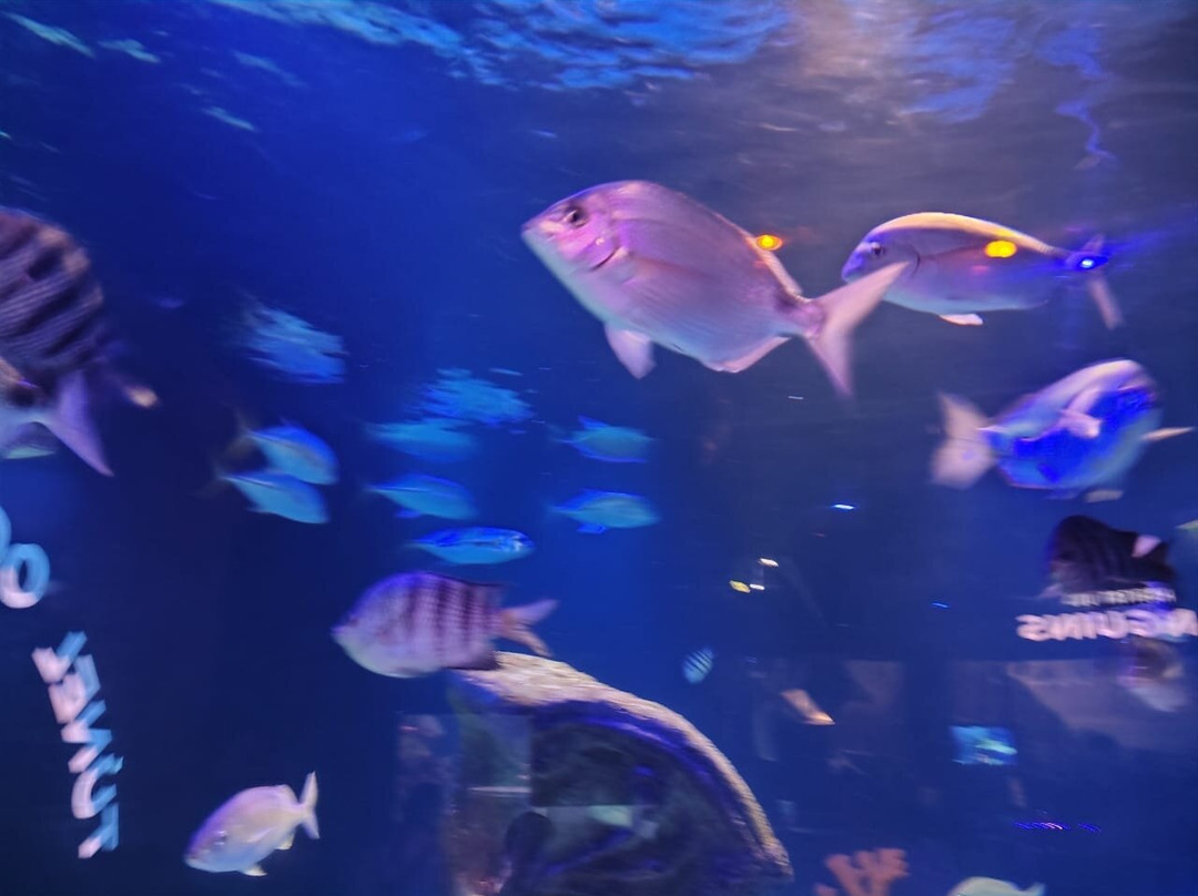 Oceanic Aquarium-康泊琉海水浴场必去景点
