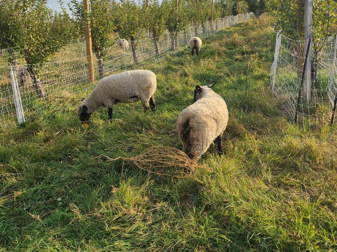 Lagriōth Winery at Chelan Valley Farms-Manson必去景点