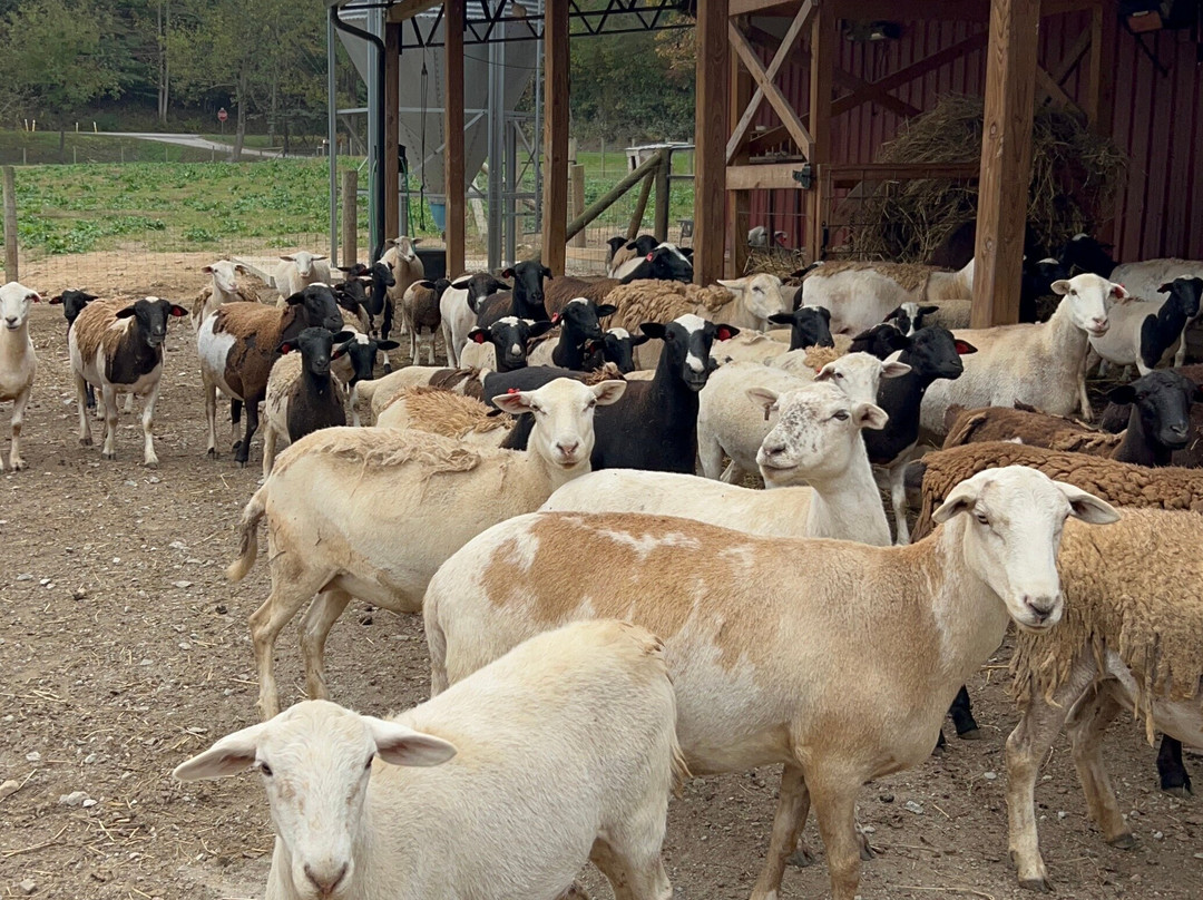 Cress Creeks Farm And Corn Maze-Ellijay必去景点