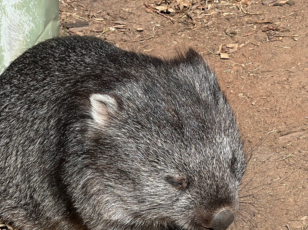 波诺朗野生动物园-Brighton必去景点