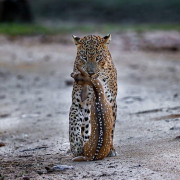 Bismark Yala Safari-Yala必去景点