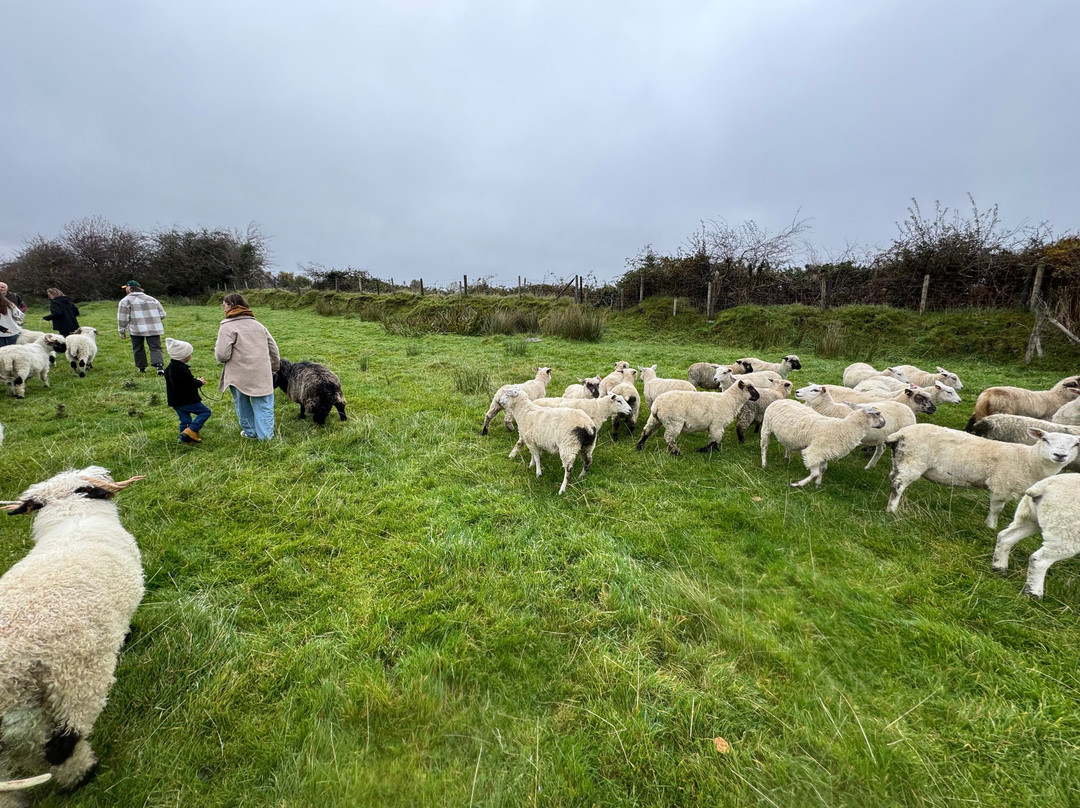 Wild Atlantic Sheep Walks-Tobercurry必去景点