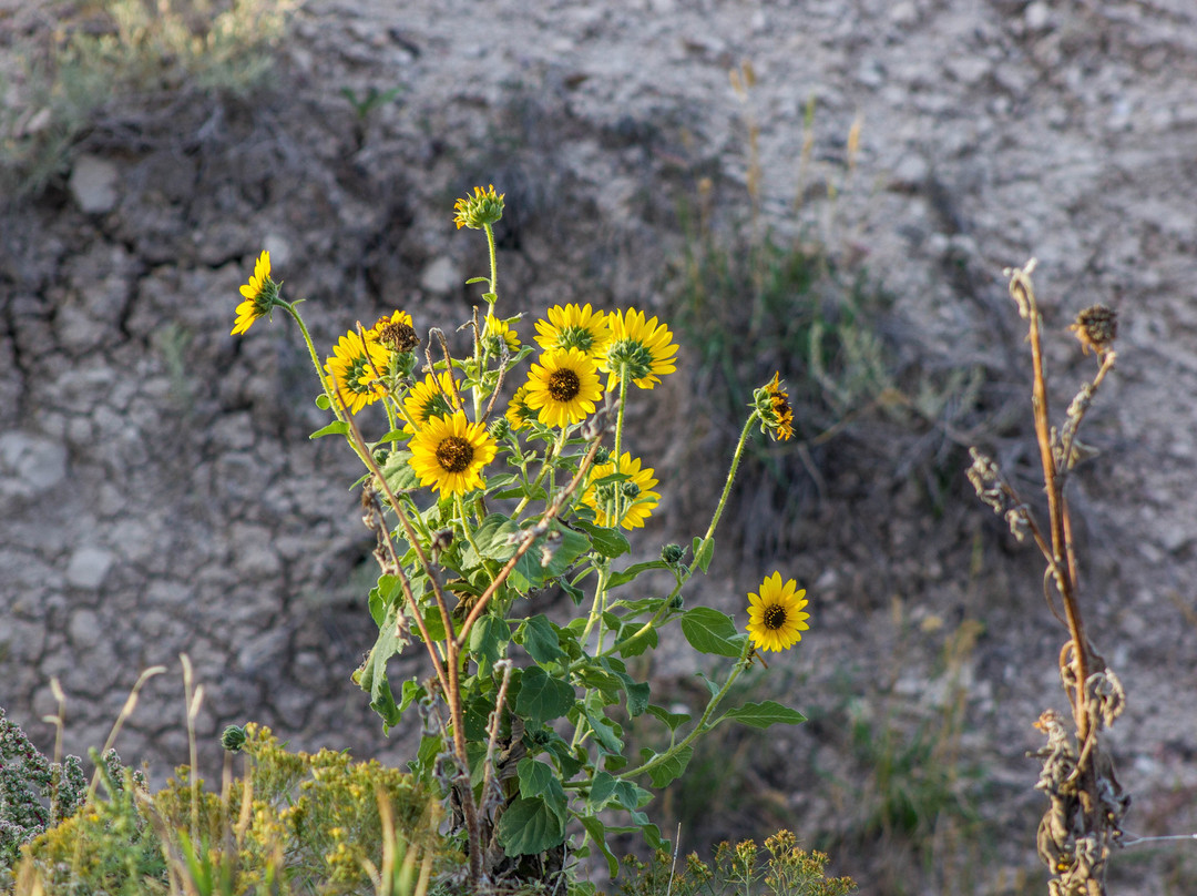 Badlands Wilderness Overlook-Interior必去景点