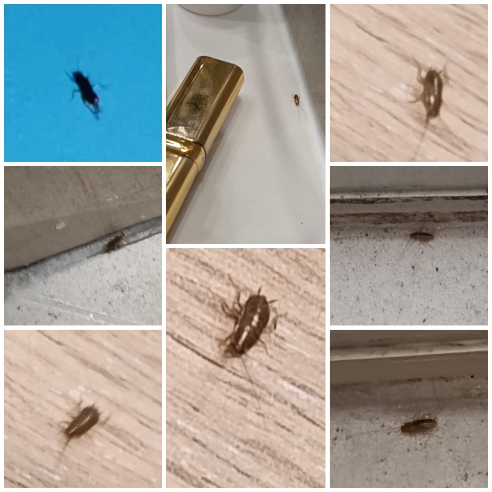 White Olive Elite Rethymno-官方