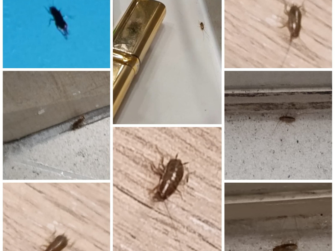 White Olive Elite Rethymno主图