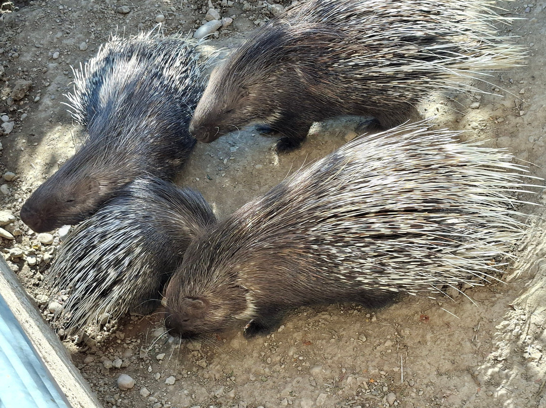 Farma of Rhodes Petting Zoo-罗德斯必去景点