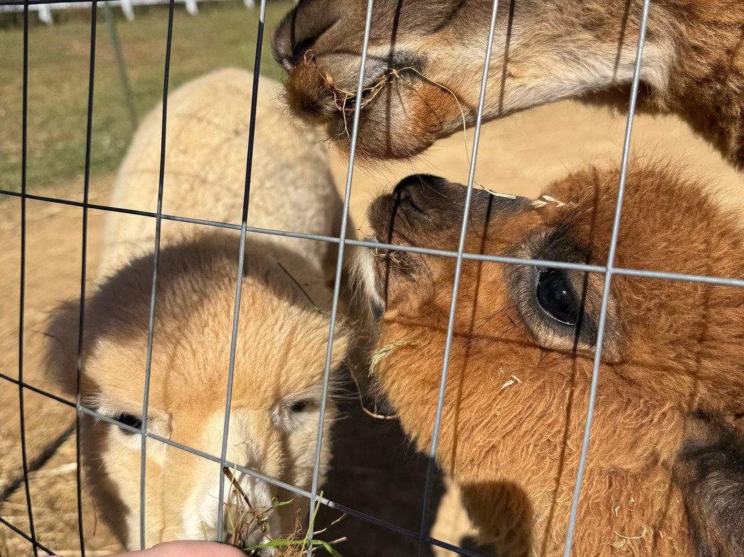 Winchester Creek Farm-韦恩斯维尔必去景点