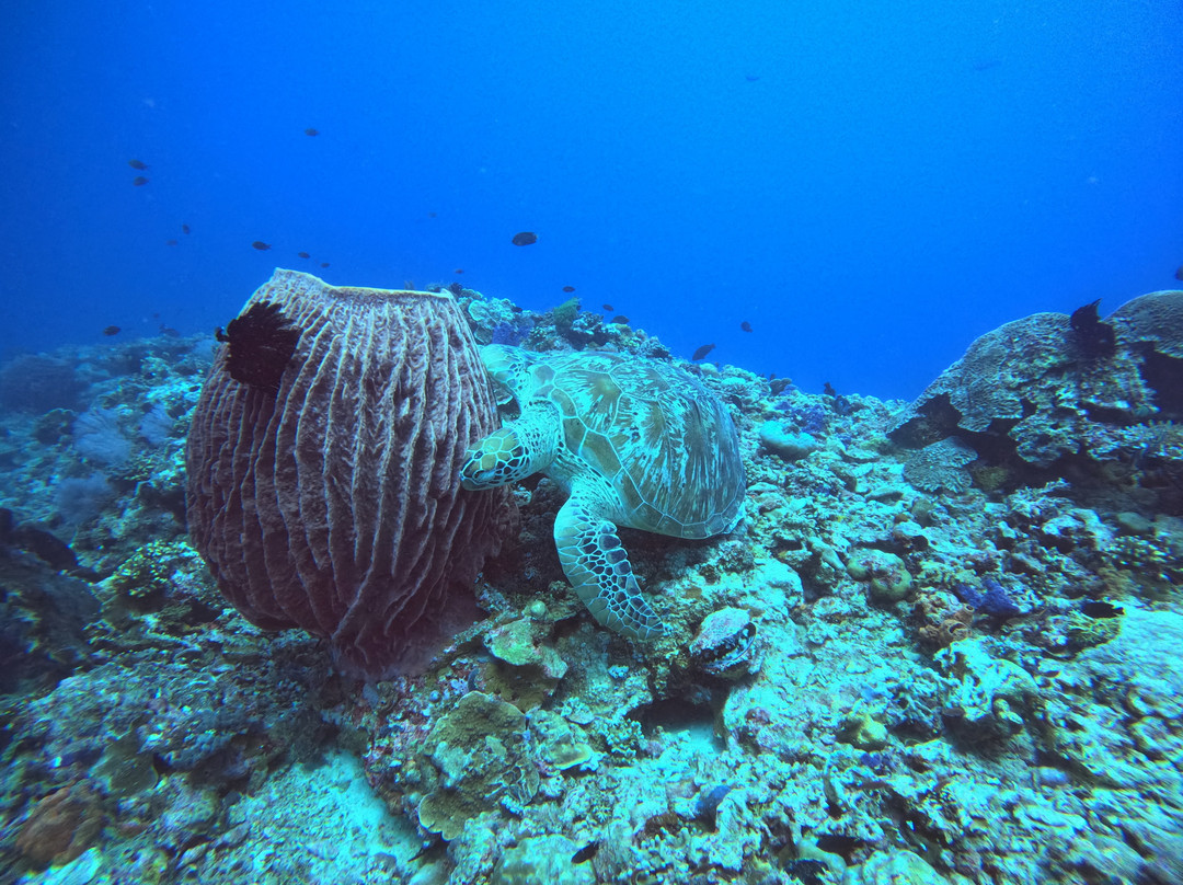 Meno Dive Club-Gili Meno必去景点