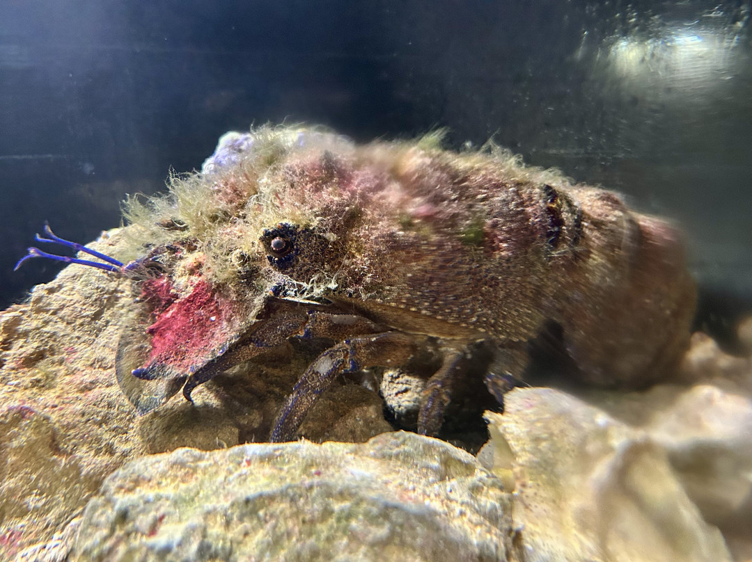 Aquarium Cap Blanc-圣安东尼德波特曼尼必去景点