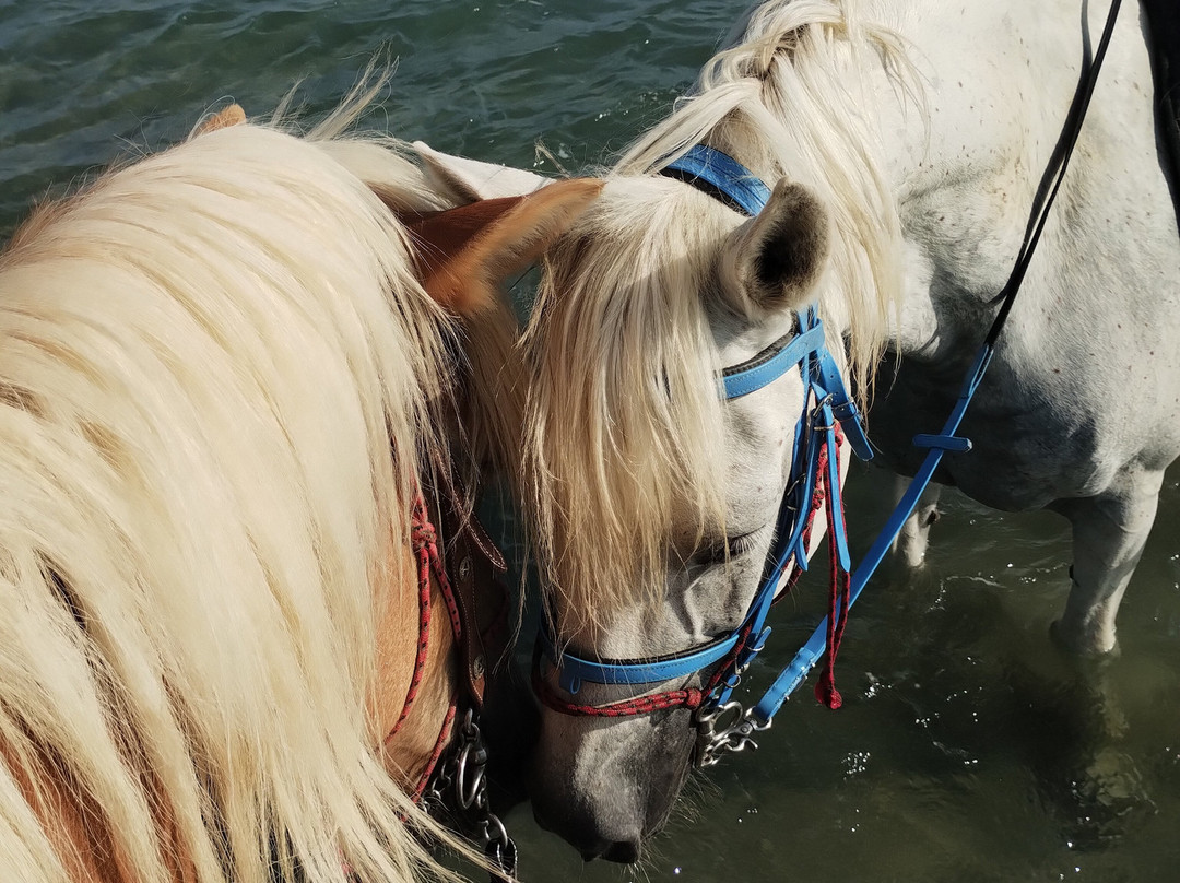 Darko World Horse Riding-Livanates必去景点