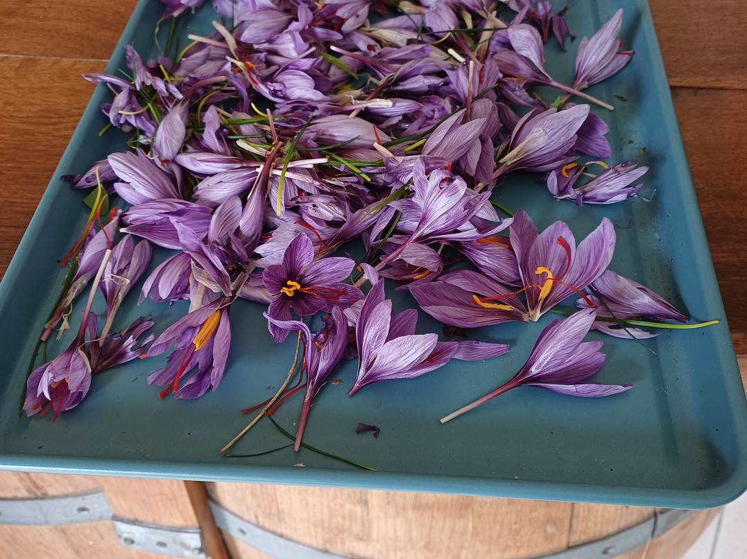 Terr'a Safran-Nerigean必去景点