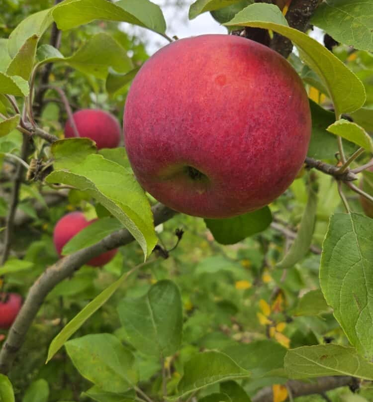 Poverty Lane Orchards & Farnum Hill Cider-莱巴嫩必去景点