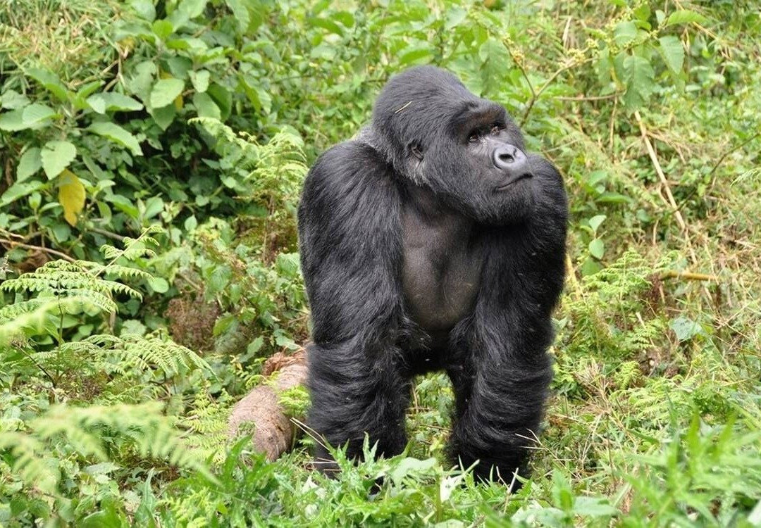 Moreen Tours & Travel