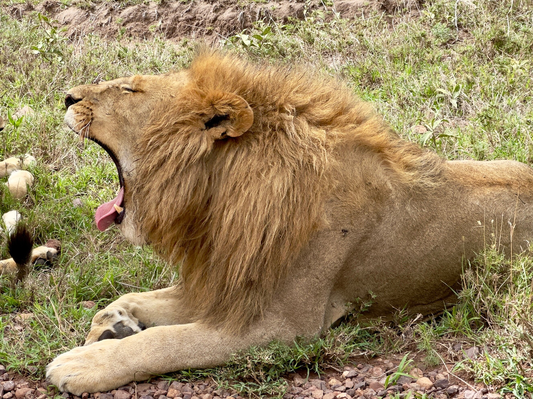 African Pangolin Safaris-Dar es Salaam必去景点