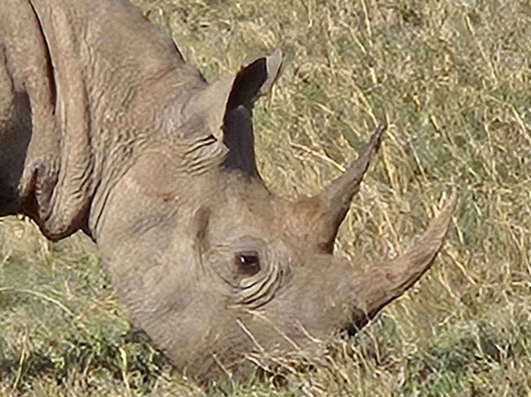 African Horizons-内罗毕必去景点