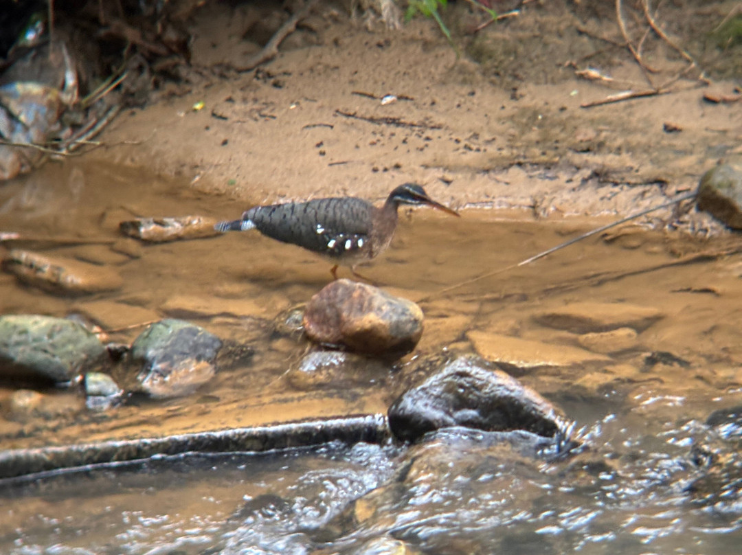 Oropopo Experience-圣何塞必去景点