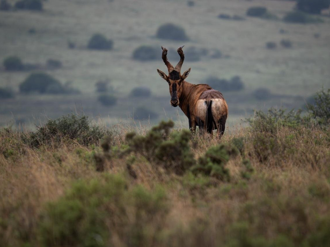 Unpaved Africa by SL-Green Point必去景点