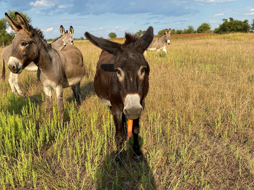 Texas Skydiving-Lexington必去景点