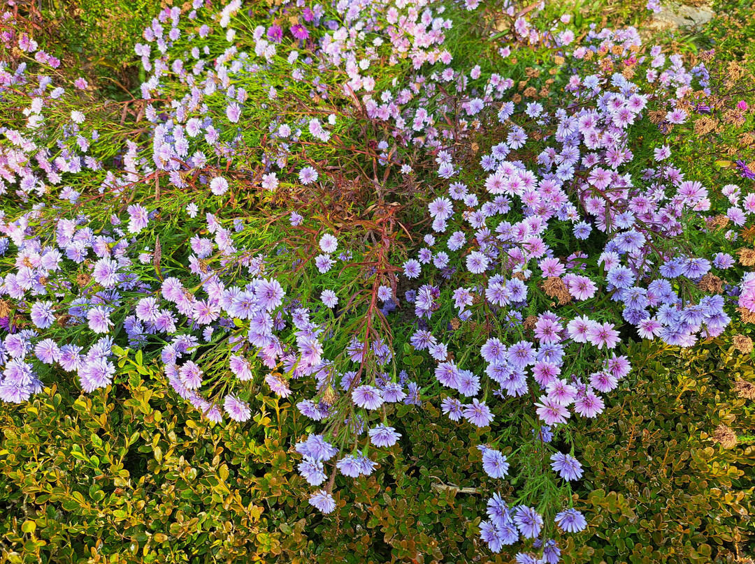 Hanbat Arboretum-大田必去景点