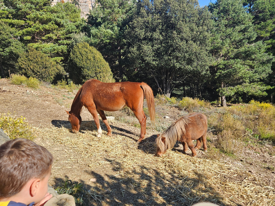 Zoo Del Pirineu-Oden必去景点