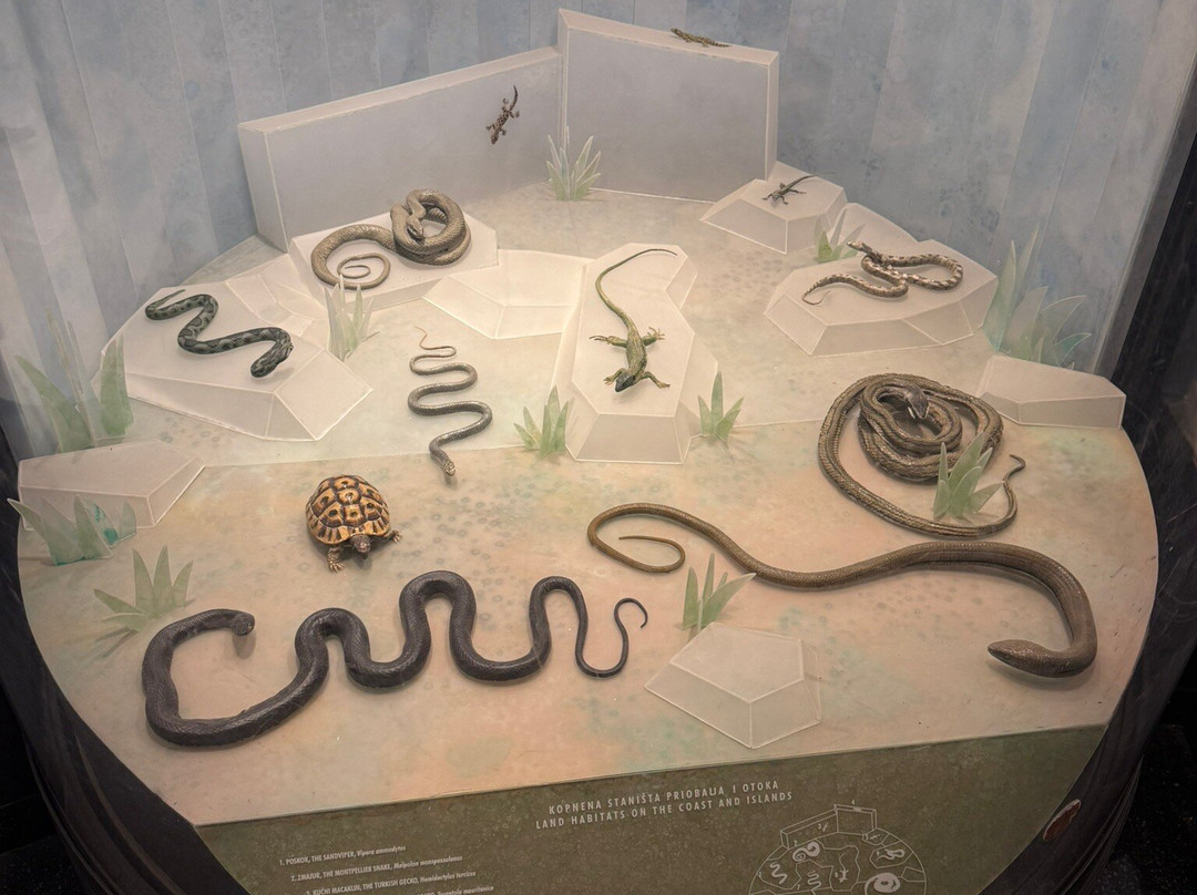 Natural History Museum-里耶卡必去景点