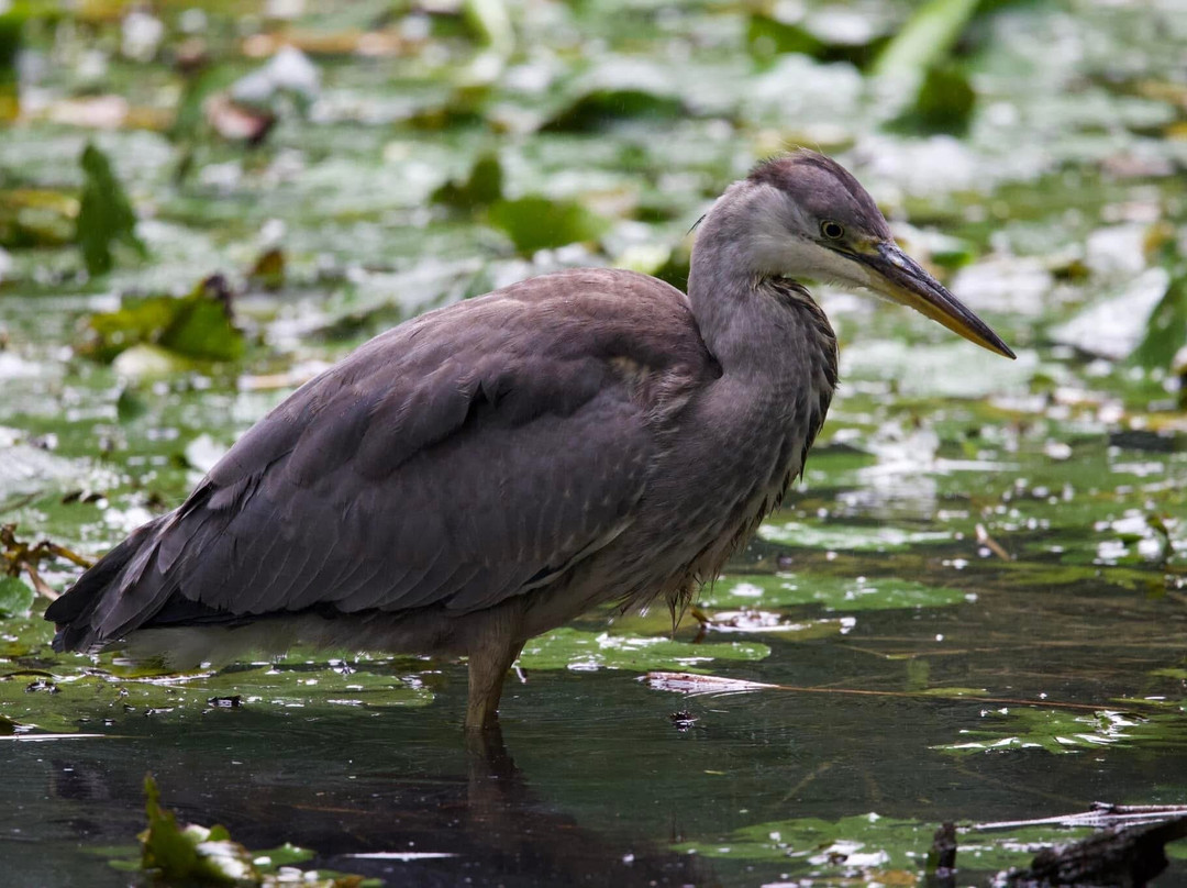 Forest Farm Country Park-卡迪夫必去景点